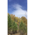 旅行风景2396