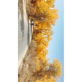 旅行风景2415