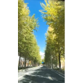旅行风景2443