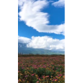 旅行风景2456