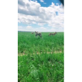 旅行风景2529