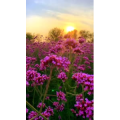 旅行风景2536