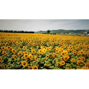 旅行风景2543