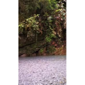 旅行风景2557