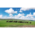 旅行风景2585