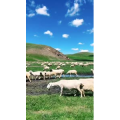 旅行风景2648