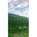 旅行风景2681