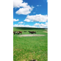 旅行风景2694