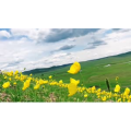 旅行风景2697