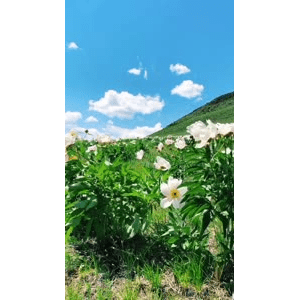 旅行风景2706