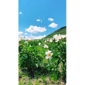 旅行风景2706