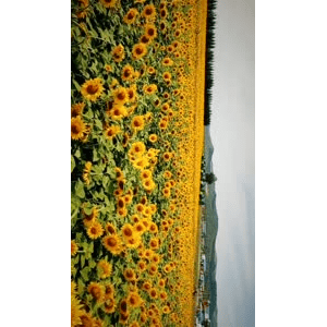 旅行风景2709