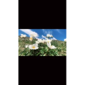 旅行风景2727
