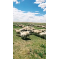 旅行风景2797