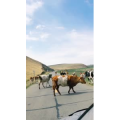 旅行风景2817