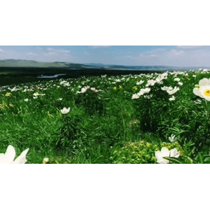 旅行风景2861