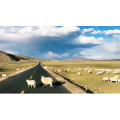 旅行风景2909