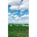 旅行风景2930