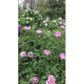 旅行风景2976