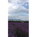 旅行风景3517