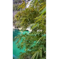 旅行风景3560