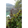 旅行风景3615