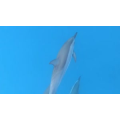 旅行风景3633