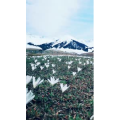 旅行风景3815
