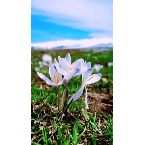旅行风景3818