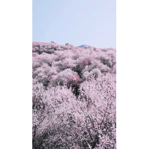 旅行风景3834