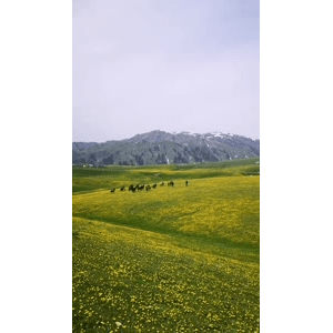 旅行风景3863