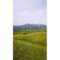 旅行风景3863