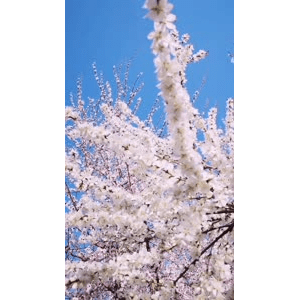 旅行风景3866