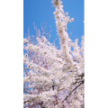 旅行风景3866
