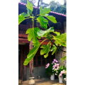 旅行风景3903
