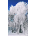 旅行风景3921
