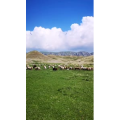 旅行风景3984