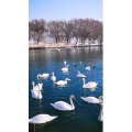 旅行风景3999