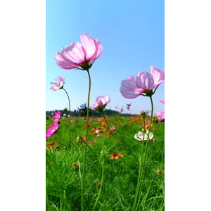 旅行风景4088