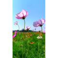 旅行风景4088
