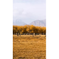 旅行风景4096