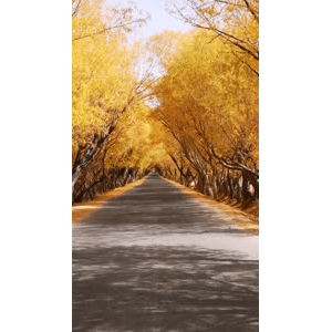 旅行风景4099