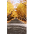 旅行风景4099