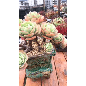 旅行风景4121