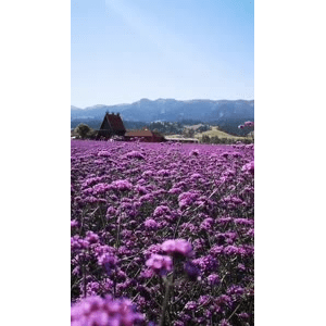 旅行风景4164