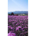 旅行风景4164