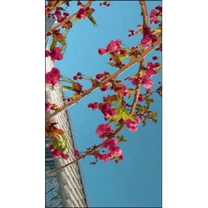 旅行风景4188
