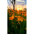 旅行风景4197