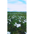 旅行风景4243
