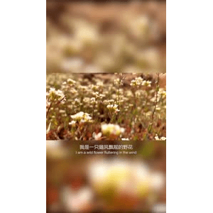 旅行风景4320